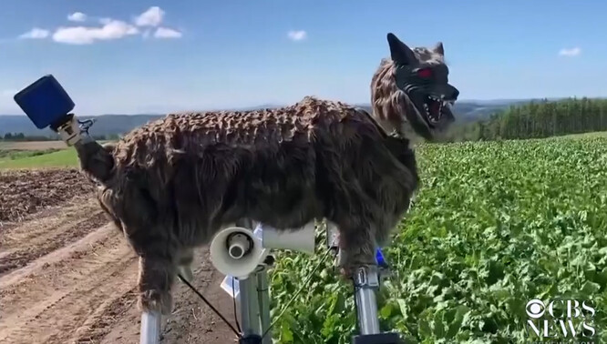 Mechaničtí vlci jsou zhruba 80 centimetrů vysocí a 120 centimetrů dlouzí, v poli jsou však postavení na vysoké konstrukci, a pro medvěda tak budí zdání důstojného soupeře.