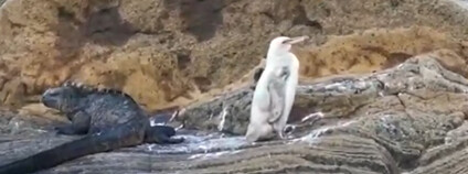 Bílý tučňák Foto: EL TELÉGRAFO / youtube.com