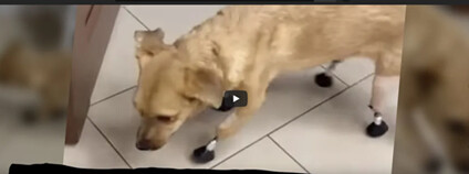 Fenka s protézami z 3D tiskárny Foto: Meduza / youtube.com