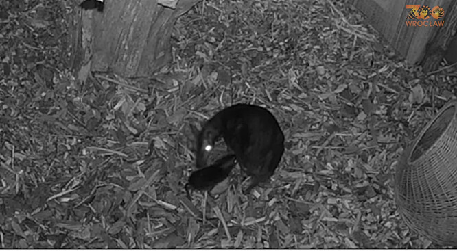 Mládě, které je podle agentury Reuters velké asi tak jako větší krabička od zápalek a váží přibližně 100 gramů, je od přírody plaché a ukrývá se.