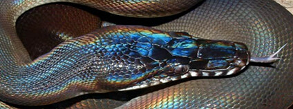 Had s pableskujícími šupinami Foto: Gateway to Knowledge / youtube.com