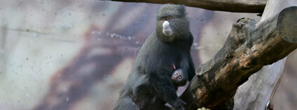 Vzácné mládě s bílým nosem. Safari park oslavuje mládě kočkodana, kterého nemnoží žádná jiná zoo na světě Safaripark.cz