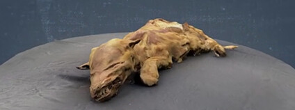 Mumie vlčete Foto: GeoBeats Science / youtube.com