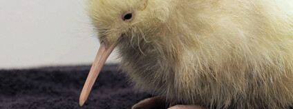 Bílá kivi Manukura Foto: Mike Heydon Vimeo.com