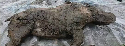 Pozůstatky nosorožce z doby ledové naleznuté v Rusku Foto: Якутия24 / youtube.com