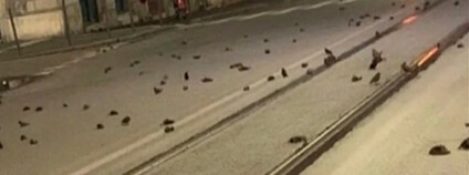 Mrtví ptáci po silvestrovské noci v Římě Foto: Buzz News / youtube.com