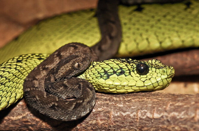 Dospělé zmije Nitscheiovy mají kvůli maskování pro život ve stromech jemně zelenou kůži s černými tečkami. Hnědé zbarvení (mláďat) se žlutým koncem ocasu je obranné. Když se přiblíží nepřítel, malá zmije ocasem mrská a upoutá na něj pozornost. Predátor tak případně útočí tam, kde zranění nebude smrtelné.