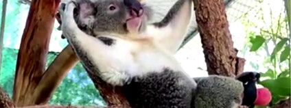 Koala s protézou Foto: The Straits Times / youtube.com