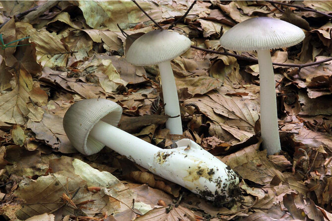 Zda je houba jedlá, anebo jedovatá, mykologové neinformovali.