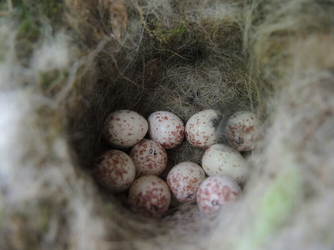 Sýkora koňadra hnízdní v dutinách stromů, ale ochotně také v ptačích budkách, kde klade obvykle 8-12 skvrnitých vajec.