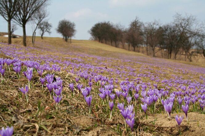Šafrán není původní rostlinou, pravděpodobně se do Lačnova dostal z alpské oblasti v době napoleonských válek s krmivem pro koně či na vozech formanů.
