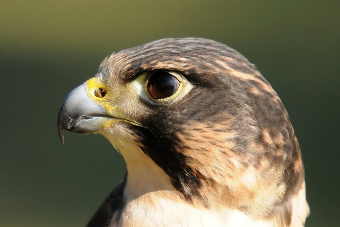 Hnízdění sokolů se v minulých letech kvůli rušení návštěvníky opakovaně nezdařilo. Dočasně nepřístupných je proto několik lokalit také v Českém Švýcarsku a na území chráněné krajinné oblasti Labské pískovce. V terénu jsou tato místa vyznačena páskami.