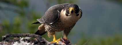 Sokol Foto: TERMO Děčín