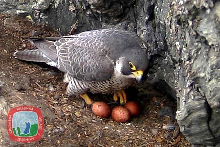 V minulých týdnech zmařili neukáznění horolezci ve východních Krkonoších hnízdění jednoho z párů tím, že na skále, kde pár hnízdil, vyčistili stěnu a její okolí od náletových dřevin, nýtováním upravili skálu a opakovaně na ní lezli. Ilustrační foto.