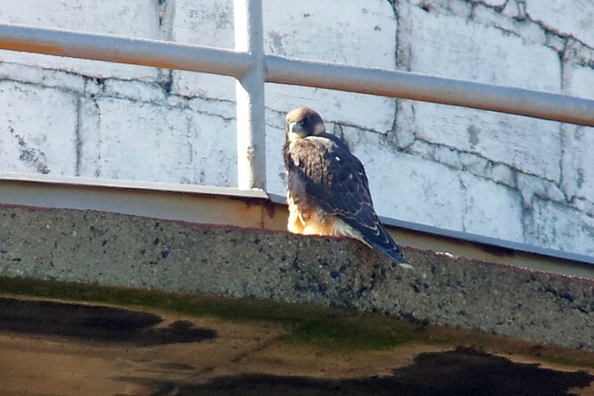 Mládě sokola na komíně pražské spalovny v Malešicích