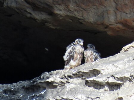 Vylíhli se na na konci dubna. Nyní se učí létat.