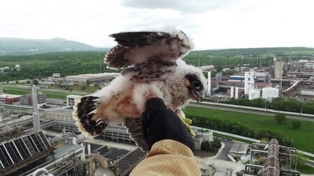 Poprvé se objevil sokol v Záluží v roce 2011. "Od té doby se nám díky dvěma speciálním budkám pro hnízdění podařilo odchovat již osmnáct mláďat," uvedl Duda