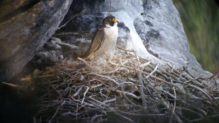 Sokoly lidé v nedávné minulosti v Evropě téměř vyhubili, hlavní podíl na tom mělo používání pesticidů. Sokol preferuje pro hnízdění dutiny a římsy ve stěnách skal.
