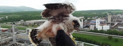 Sokolí mládě na chemičce Foto: Unipetrol