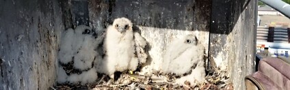 Sokoli na komíně spalovny Foto: Dušan Rak / Česká společnost ornitologická