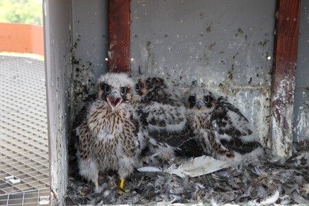 Mláďata nyní čeká obtížná etapa života, kdy se musejí v prostředí města naučit bezpečně létat