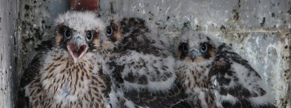 Sokolí mláďata Foto: ČSOP Plzeňsko