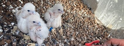 V Temelíně se narodila sokolí mláďata Foto: ČEZ