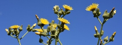 Mléč bahenní Foto: Nicholas Turland Flickr