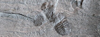 Zkamenělý Soomaspis labutai Foto: Lukáš Laibl Geologický ústav Akademie věd ČR