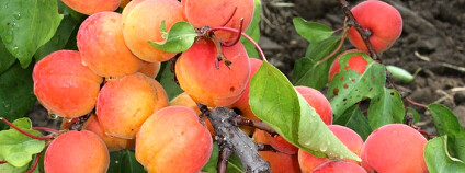 Foto: Mendelova univerzita v Brně