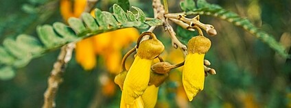 Květy jerlínu Foto: SmallBiologie Wikimeda Commons