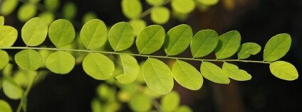 jerlín japonský Foto: David J. Stang Wikimeda Commons