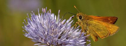 Foto: AnneTanne / Flickr