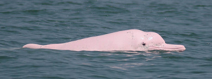 Delfín indočínský Foto: Changhua Coast Conservation Action Flickr.com