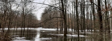 Do obory Soutok nesmí kvůli povodni veřejnost Foto: Lesy ČR