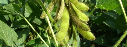 Foto: jcesar2015 / Pixabay