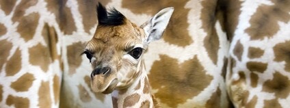 Mládě žirafy Rothschildovy Foto: Safari park Dvůr Králové