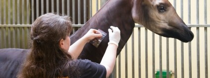 Foto: Simona Jiřičková / Safari Park Dvůr Králové