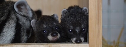 První odchov cibetek afrických v zoo v ČR