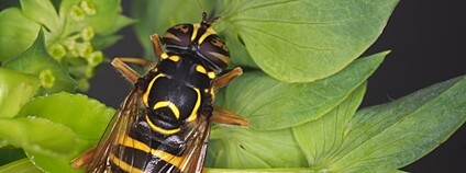 Spilomyia Foto: Lukáš Janošík Přírodovědecká fakulta Univerzity Karlovy