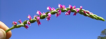 Orchidej Spiranthes australis Foto: Hefin Owen Flickr