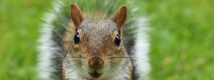 foto: CarinaHofi / pixabay.com