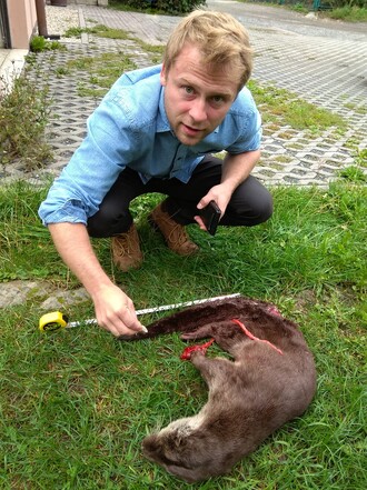 Před čtrnácti dny byla na silnici u Frýdlantu nad Ostravicí nalezena mrtvá vydra. Na snímku Miroslav Kubín z CHKO Beskydy