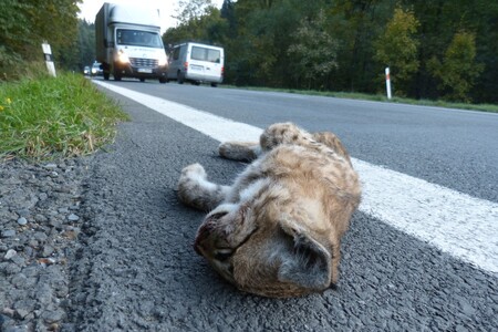 V šumavském národním parku stoupá počet případů, kdy po střetu s autem zahyne zvíře. Letos takto zahynulo 18 zvířat, ve dvou případech šlo o vzácného rysa. / Ilustrační foto