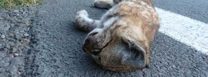 foto: M. Bojda / Hnutí DUHA Olomouc