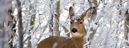Srna v zimě Foto: Richard Carter Flickr
