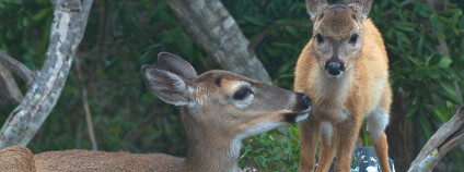 Srna se srnčetem Foto: Alan Wolf / Flickr.com