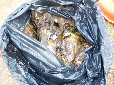 Vše nasvědčuje tomu, že je to dílo pytláka, který po srnčí hlavě, coby trofeji, netoužil a neupotřebytelné části se jednoduše zbavil.