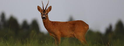 Foto: Vojenské lesy a statky