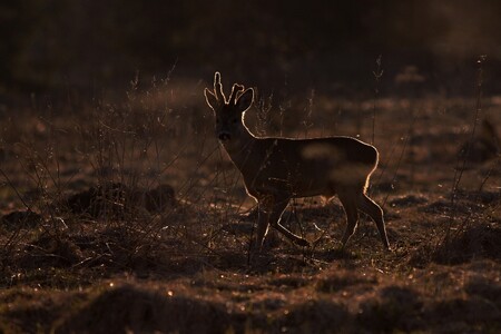 V předjaří srny láká řepka. Je ale pro ně jedovatá